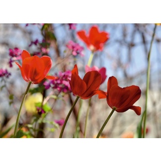 0744 Postcard "Dancing tulips"