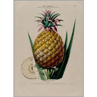 0764 Postcards "Ananas"